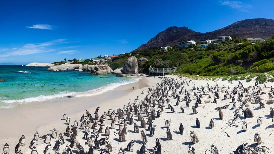 África do Sul com Safari - Pacote Turístico - Turvicam