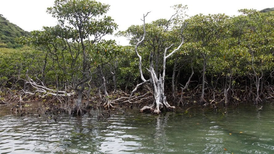 Belém e Ilha do Marajó - Passeio Regional - Turvicam Belém e Ilha do Marajó - Passeio Regional - Turvicam