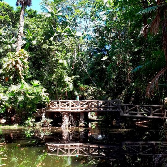 Bosque Rodrigues Alves-mobile-bosque Bosque Rodrigues Alves